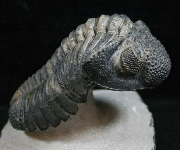 Top Quality Drotops Trilobite - #13746